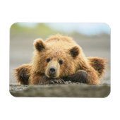 Kutest Baby Animals | Kustbruine Beer Cub Magneet (Horizontaal)