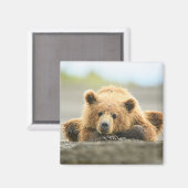 Kutest Baby Animals | Kustbruine Beer Cub Magneet (Voorkant / Achterkant)