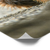 Kutest Baby Animals | Kustbruine Beer Cub Poster (Hoek)