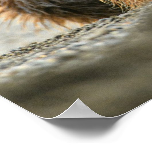 Kutest Baby Animals | Kustbruine Beer Cub Poster (Hoek)