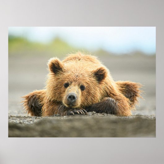 Kutest Baby Animals | Kustbruine Beer Cub Poster (Voorkant)