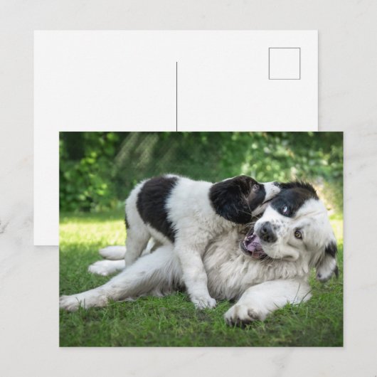 Kutest Baby Animals | Landseer Puppy Briefkaart (Voorkant / Achterkant)