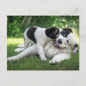 Kutest Baby Animals | Landseer Puppy Briefkaart (Voorkant)