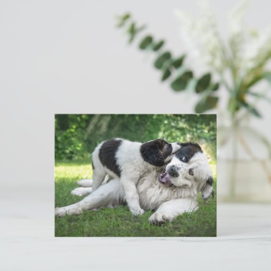 Kutest Baby Animals | Landseer Puppy Briefkaart (Staand voorkant)