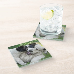 Kutest Baby Animals   Landseer Puppy Glazen Onderzetter