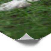 Kutest Baby Animals | Landseer Puppy Poster (Hoek)