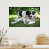 Kutest Baby Animals | Landseer Puppy Poster (Keuken)