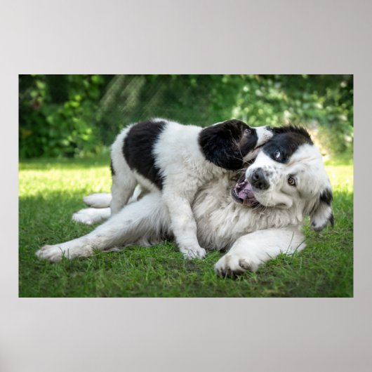 Kutest Baby Animals | Landseer Puppy Poster (Voorkant)
