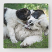 Kutest Baby Animals | Landseer Puppy Vierkante Klok (Voorkant)