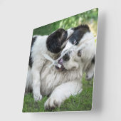 Kutest Baby Animals | Landseer Puppy Vierkante Klok (Hoek)