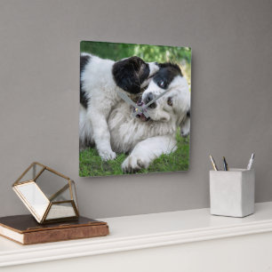 Kutest Baby Animals   Landseer Puppy Vierkante Klok