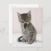 Kutest Baby Animals | Licking Tabby Kitten Briefkaart (Voorkant / Achterkant)