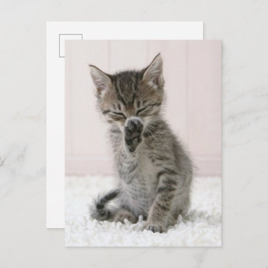 Kutest Baby Animals | Licking Tabby Kitten Briefkaart (Voorkant / Achterkant)