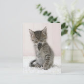 Kutest Baby Animals | Licking Tabby Kitten Briefkaart (Staand voorkant)