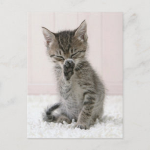 Kutest Baby Animals   Licking Tabby Kitten Briefkaart
