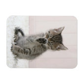 Kutest Baby Animals | Licking Tabby Kitten Magneet (Horizontaal)