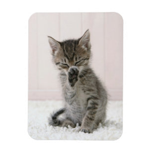 Kutest Baby Animals Licking Tabby Kitten Magneet