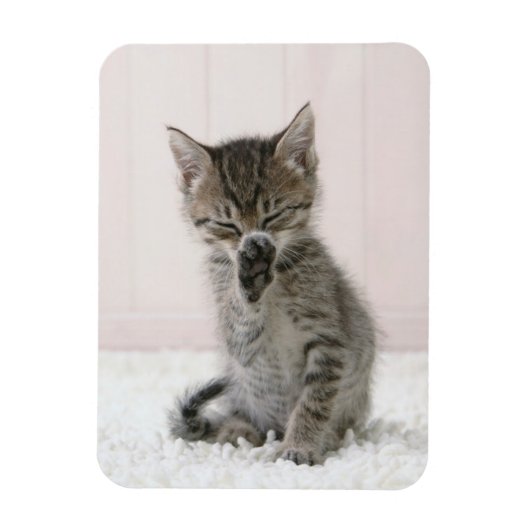 Kutest Baby Animals | Licking Tabby Kitten Magneet (Verticaal)