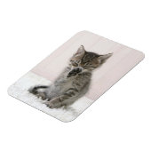 Kutest Baby Animals | Licking Tabby Kitten Magneet (Linkerzijde)