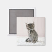 Kutest Baby Animals | Licking Tabby Kitten Magneet (Voorkant / Achterkant)