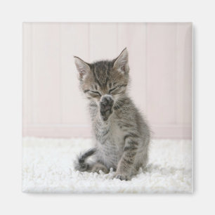 Kutest Baby Animals Licking Tabby Kitten Magneet
