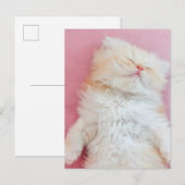 Kutest Baby Animals | Lieve Kitten Slaap Briefkaart (Voorkant / Achterkant)