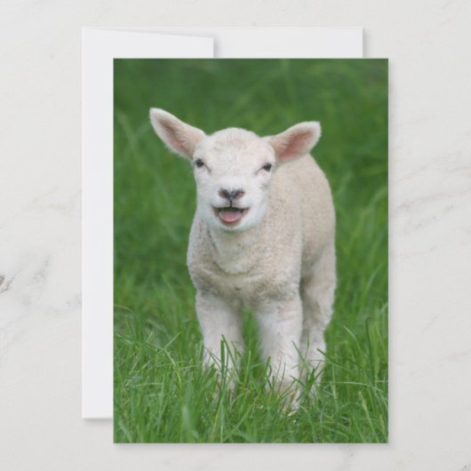 Kutest Baby Animals | Lil Lamb Bedankkaart (Voorkant)