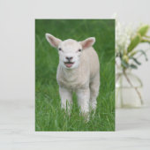 Kutest Baby Animals | Lil Lamb Bedankkaart (Staand voorkant)