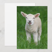 Kutest Baby Animals | Lil Lamb Bedankkaart (Voorkant / Achterkant)
