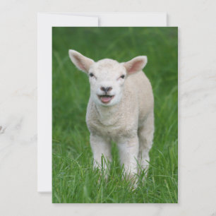 Kutest Baby Animals Lil Lamb Bedankkaart