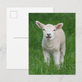 Kutest Baby Animals | Lil Lamb Briefkaart (Voorkant / Achterkant)