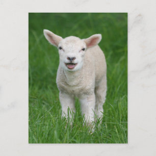Kutest Baby Animals   Lil Lamb Briefkaart