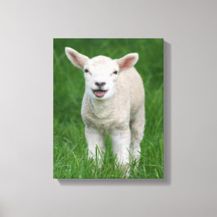 Kutest Baby Animals Lil Lamb Canvas Afdruk