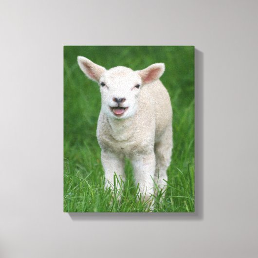 Kutest Baby Animals | Lil Lamb Canvas Afdruk (Voorkant)