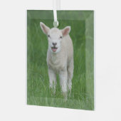 Kutest Baby Animals | Lil Lamb Glas Ornament (Voorkant links)