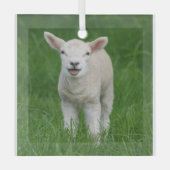 Kutest Baby Animals | Lil Lamb Glas Ornament (Voorkant)