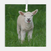 Kutest Baby Animals | Lil Lamb Glas Ornament (Achterkant)