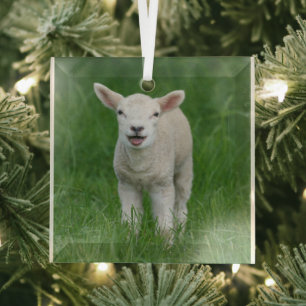 Kutest Baby Animals Lil Lamb Glas Ornament