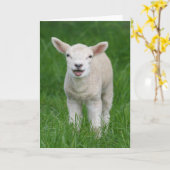 Kutest Baby Animals | Lil Lamb Kaart (Gele Bloem)