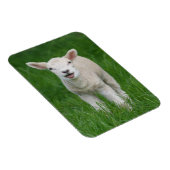 Kutest Baby Animals | Lil Lamb Magneet (Rechterzijde)