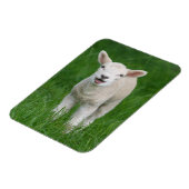 Kutest Baby Animals | Lil Lamb Magneet (Linkerzijde)