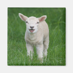 Kutest Baby Animals   Lil Lamb Magneet