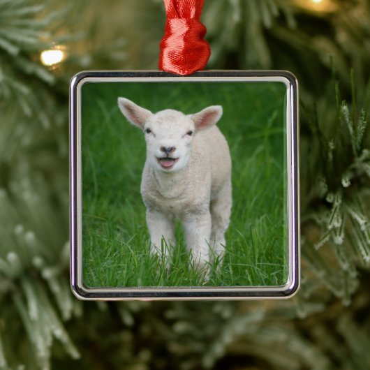 Kutest Baby Animals | Lil Lamb Metalen Ornament (Boom)