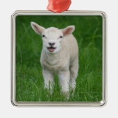 Kutest Baby Animals | Lil Lamb Metalen Ornament (Voorkant)