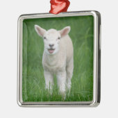 Kutest Baby Animals | Lil Lamb Metalen Ornament (Links)