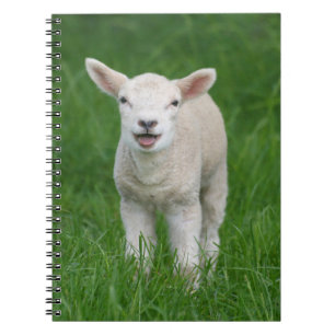 Kutest Baby Animals   Lil Lamb Notitieboek