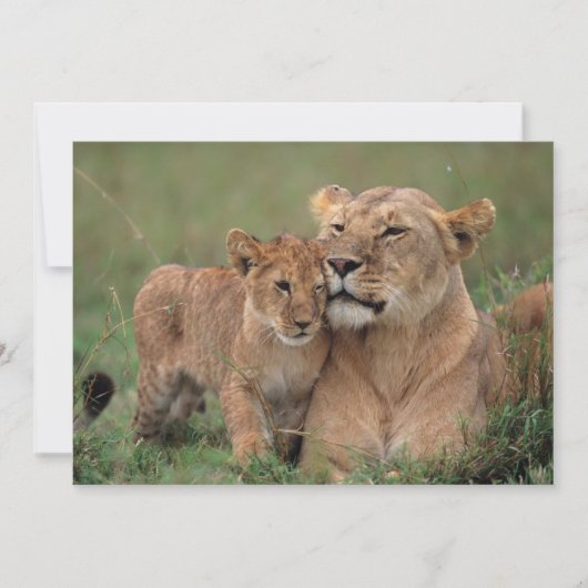 Kutest Baby Animals | Lion Cub en moeder Bedankkaart (Voorkant)
