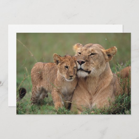 Kutest Baby Animals | Lion Cub en moeder Bedankkaart (Voorkant / Achterkant)