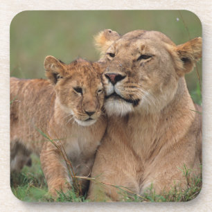 Kutest Baby Animals   Lion Cub en moeder Bier Onderzetter