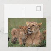 Kutest Baby Animals | Lion Cub en moeder Briefkaart (Voorkant / Achterkant)